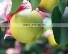 Ya Pear Powder