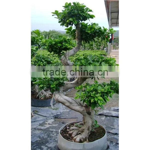 Outdoor Plant Mini Bonsai s Shape photo-5