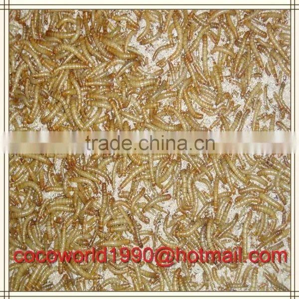 What do Mealworms Like to Eat/how to Make Mealworms/what Kind of Birds Eat Mealworms photo-3