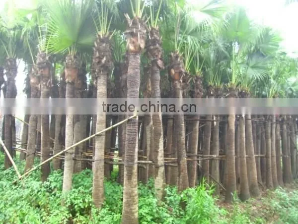Palm Trees Livistona Chinensis (Jacq.) R. Br photo-2