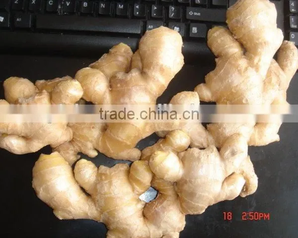 Fresh Ginger photo-4