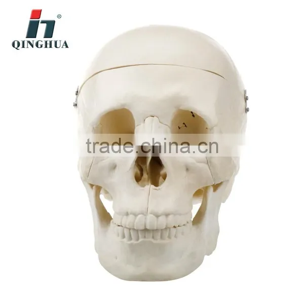 Model of Adult Skull photo-3