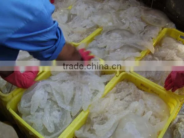 Salted Jellyfish photo-4