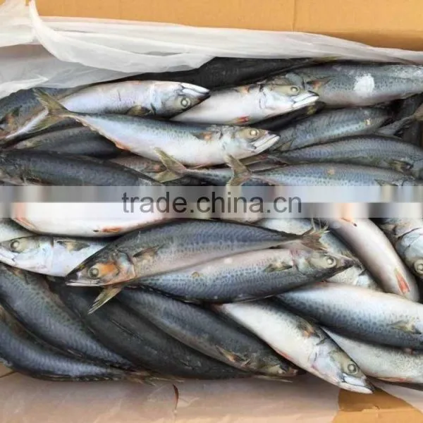 2016 Landing Sea Frozen Mackerel 250-300g photo-3