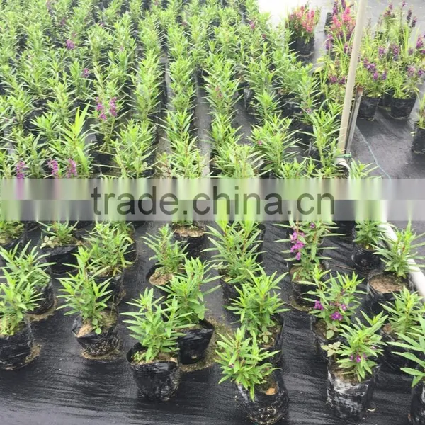Weed Mat photo-2