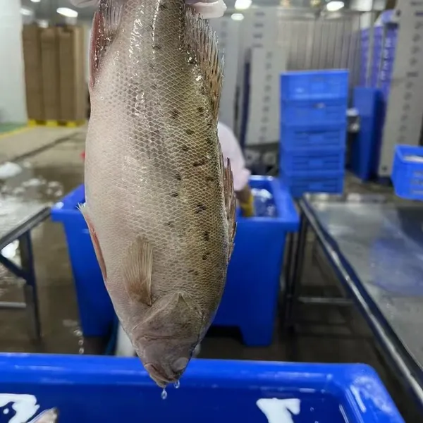 Целый круглый морской окунь