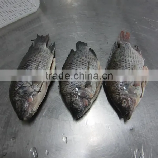Frozen Tilapia GS Whole Sale Price