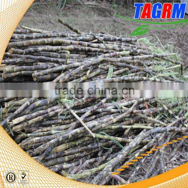 Well-known TAGRM Brand Sugarcane Leaf Remover/with Two Wheels Sugarcane Leaf Peeling Machine Quality Choice photo-5