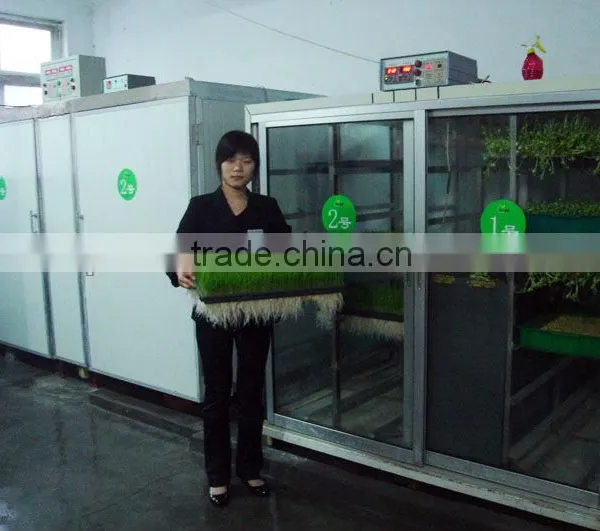 Automatic 50kg/day Barley Sprouting Machine photo-2