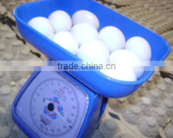 White Eggs Suppliers From India photo-5