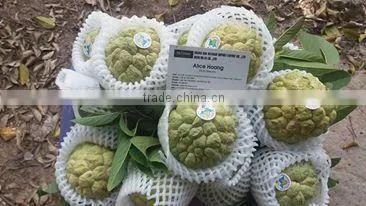 Custard Apple Fruit From Viet Nam photo-4