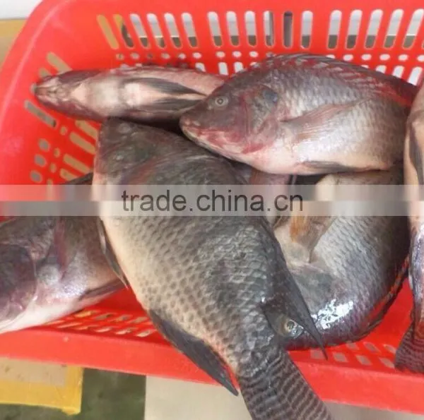 Frozen Tilapia WR photo-4