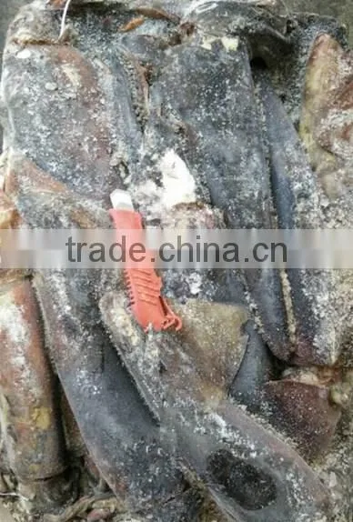Whole Round Frozen Peru Giant Squid photo-2