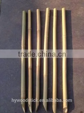 Bamboo Canes