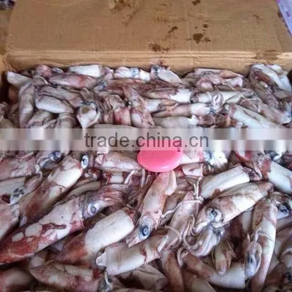 Frozen Whole Round High Quality Squid and Todarodes Pacificus photo-2
