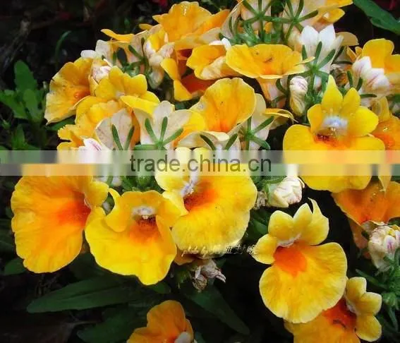 Pouch Nemesia , Nemesia, Flower Seeds , Herb Seed,vegetalbe Seed,fruit Seed,grass Seed