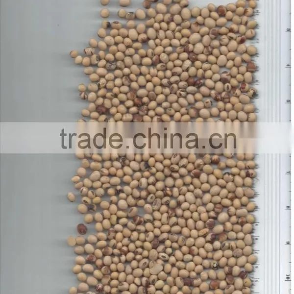 SOYBEANS
