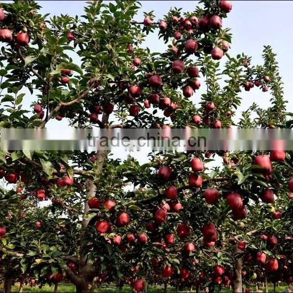 Chinese Fresh Red Delicious Apple Fresh Huaniu Apple photo-6