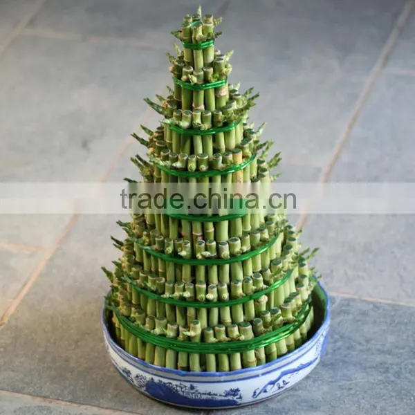 Lucky Bamboo Bonsai photo-3