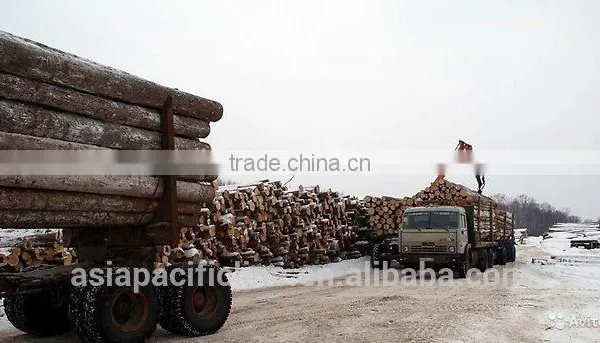 Timber Log / Sawlogs / Wood Round Logs / LARCH/BIRCH/SPRUCE/PINE READY FOR EXPORT FROM FAR EAST RUSSIAN PORTS photo-2