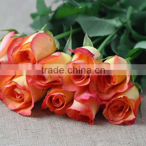 Supply Various Colors Fresh Rose Flowers From Kunming Plants Base photo-5