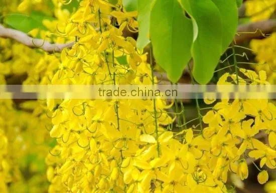 CASSIA OIL photo-2