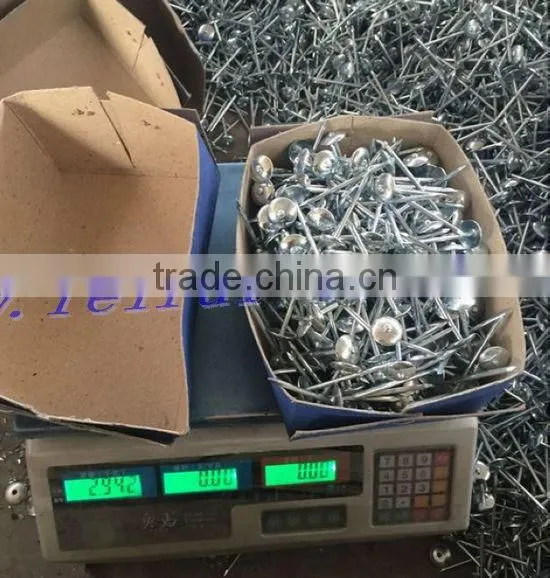 Hot Sales Roofing Nails for Nigeria Market photo-3