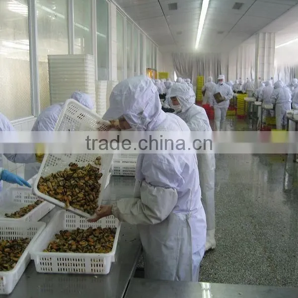 IQF Blue Mussel Meat photo-4