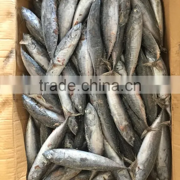 Sea Frozen Fresh Good Price Bonito Skipjack Tuna photo-6
