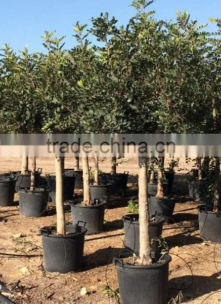 CERATONIA SILIQUA "Carob Tree"