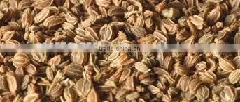 Celery Seed photo-2