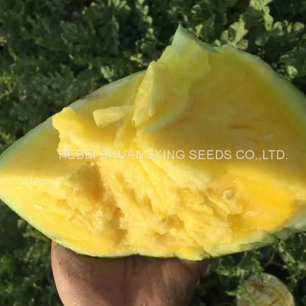 Golden Orchid Small Seedless Yellow Flesh Watermelon Seeds photo-2