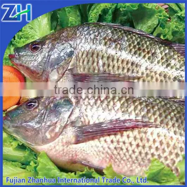 Tilapia Fish Farming Feed for Market