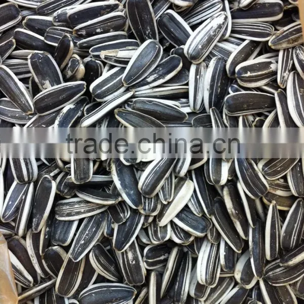 Chinese Wholesale Sunflower Seeds With Good Quality 2015 New Crop 5009 363 0409 photo-3