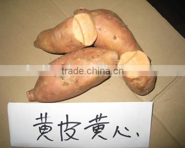 Fresh Sweet Potato From Sweet Potato Harvester photo-3