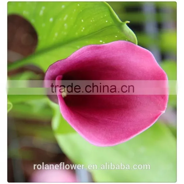 Real Natural Fresh Red Wine Color Calla Lily Flowers in Kunming photo-6