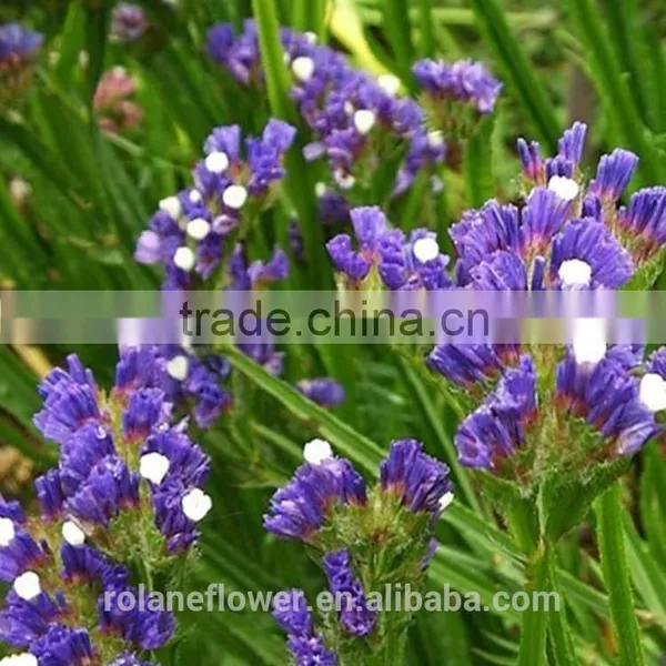 the High Quality Fresh Cut Myosotis Flower to Export photo-4