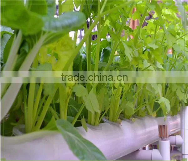 45*45mm Soilless Cultivation Out-planting Basket Hydroponic Basket Cup Hydroponics; Water Culture photo-3