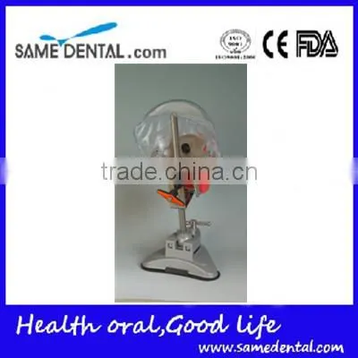 Multifunctional Simple Head Mold Dental Model photo-4