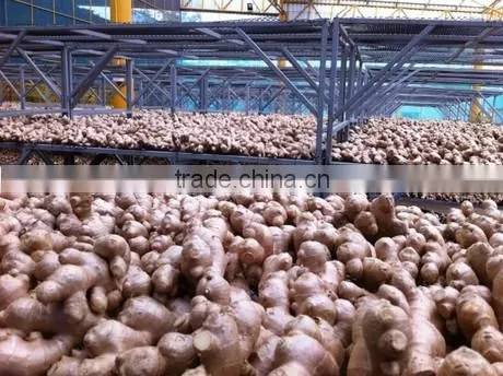 ORGANIC FRESH GINGER VIETNAM FOR GINGER SLICES photo-4