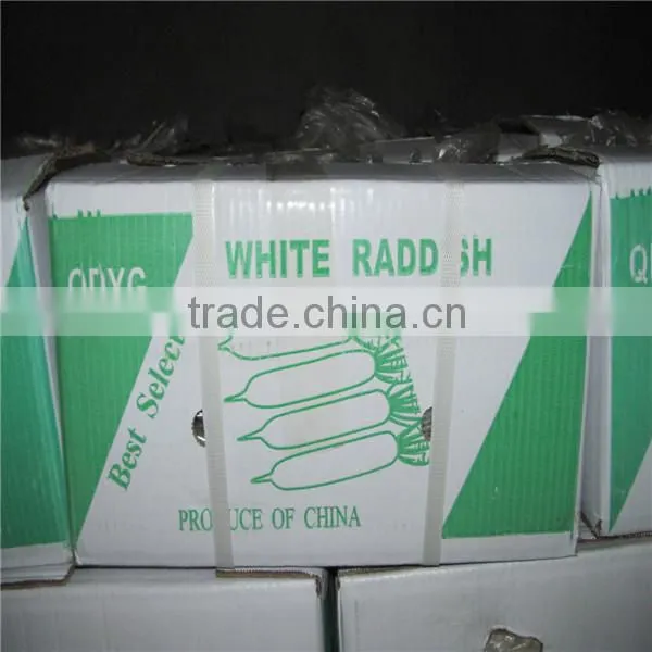 Fresh Vegetables Fresh Raddish Exporter photo-3