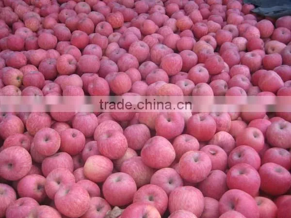 China Fuji Apple photo-2