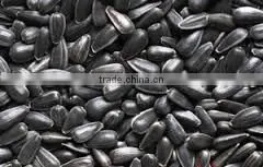 Chinese 5009 Sunflower Seeds photo-2