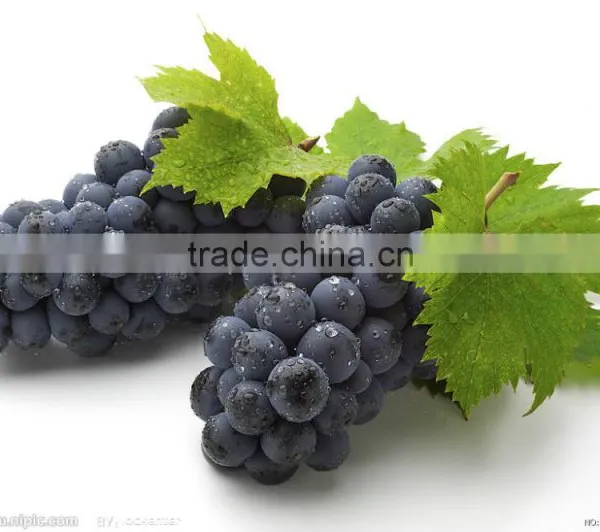 Manufactory Supplier of 95% OPC Grape Seed Extract photo-2