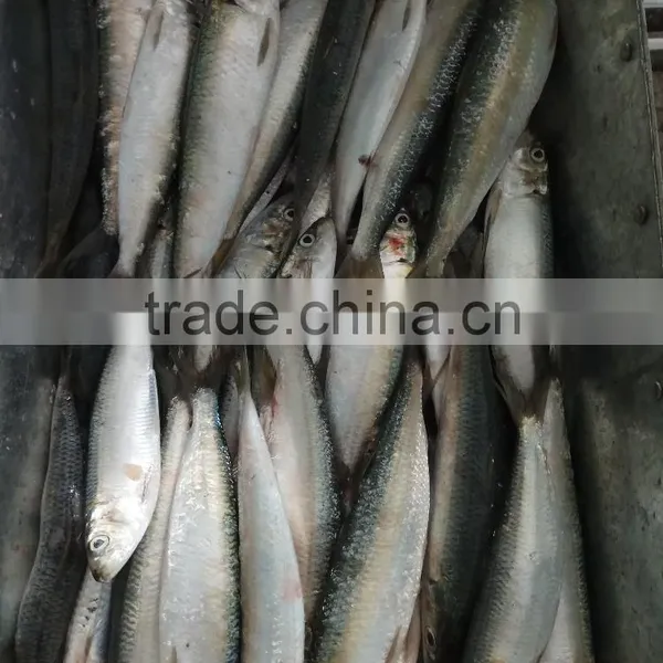 Low Price Canned Fish Sardine Frozen Sardine for Canning Good-quality
