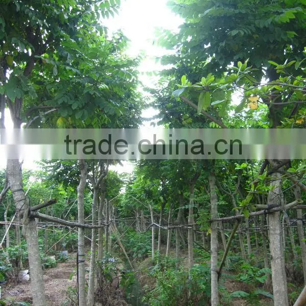 Spathodea Campanulata Nursery photo-6