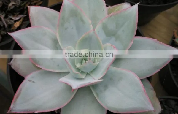 Succulent Plant Echeveria Decorative Plants Echeveria, Succulent Plants, Tropical Plants