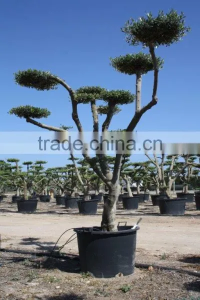 Olea Europaea "Pompon" Large Young Skin Trunk photo-5
