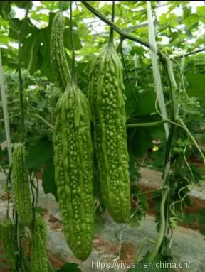 Hybrid Bitter Gourd Seeds/bitter Melon Seeds For Sale No.77