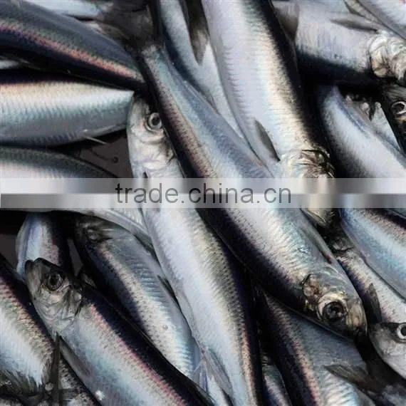 WR Frozn Atlantic Herring photo-4